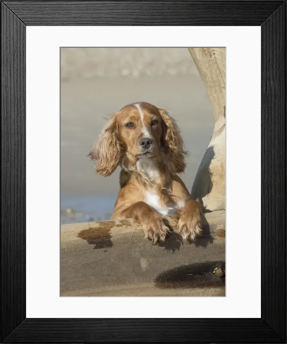 Framed Print : Picture No. 11772461 Framed Print : Picture No. 11772461