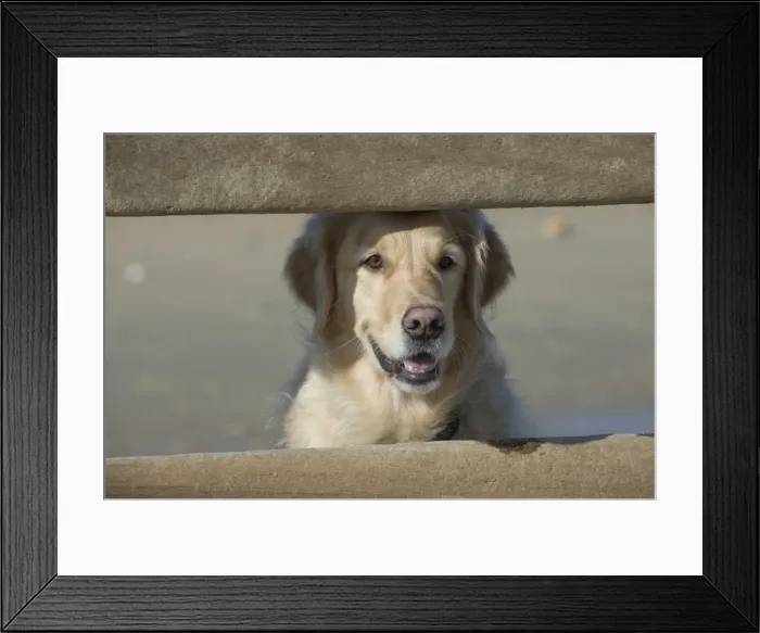 Framed Print : Picture No. 11772463 Framed Print : Picture No. 11772463