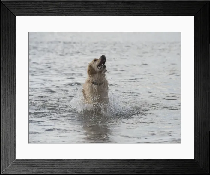 Framed Print : Picture No. 11772469 Framed Print : Picture No. 11772469