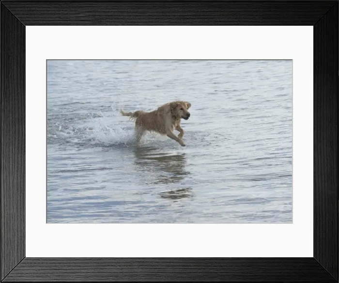Framed Print : Picture No. 11772470 Framed Print : Picture No. 11772470