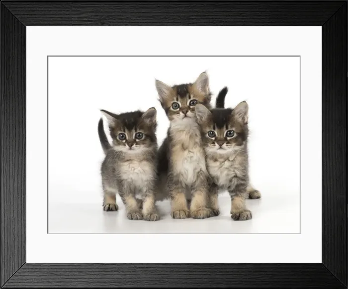 Framed Print : Picture No. 11772475 Framed Print : Picture No. 11772475