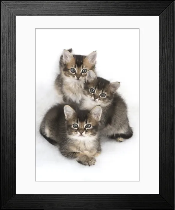 Framed Print : Picture No. 11772477 Framed Print : Picture No. 11772477