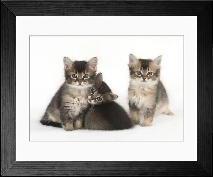 Framed Print : Picture No. 11772478 Framed Print : Picture No. 11772478