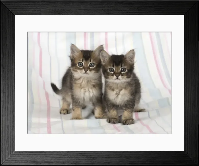 Framed Print : Picture No. 11772479 Framed Print : Picture No. 11772479