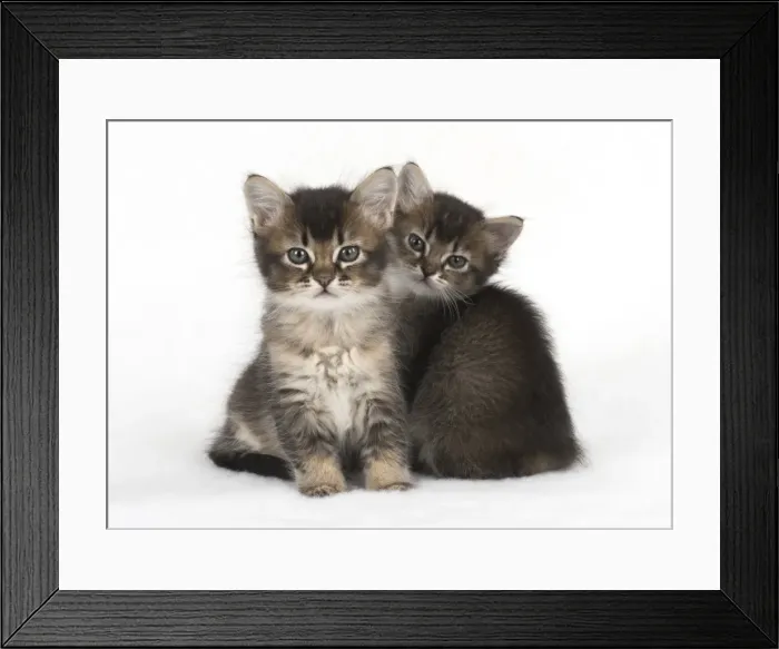 Framed Print : Picture No. 11772480 Framed Print : Picture No. 11772480