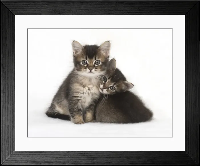 Framed Print : Picture No. 11772481 Framed Print : Picture No. 11772481