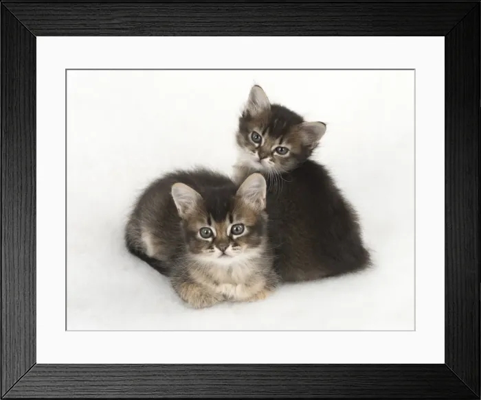Framed Print : Picture No. 11772482 Framed Print : Picture No. 11772482
