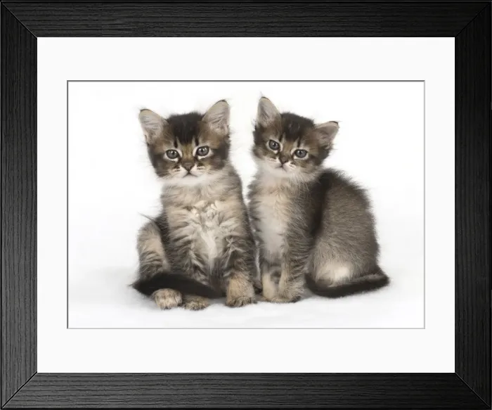 Framed Print : Picture No. 11772484 Framed Print : Picture No. 11772484
