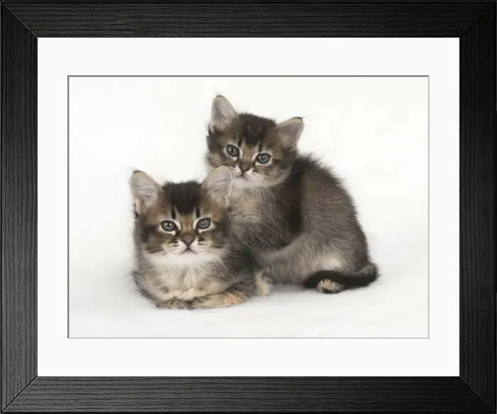 Framed Print : Picture No. 11772485 Framed Print : Picture No. 11772485