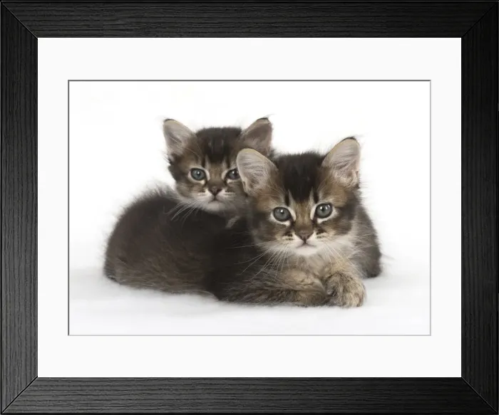 Framed Print : Picture No. 11772486 Framed Print : Picture No. 11772486