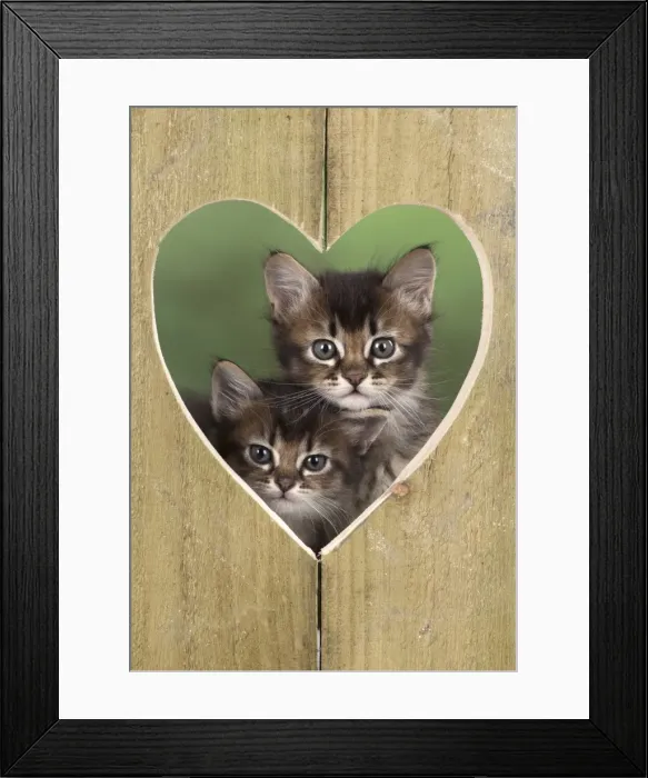Framed Print : Picture No. 11772487 Framed Print : Picture No. 11772487