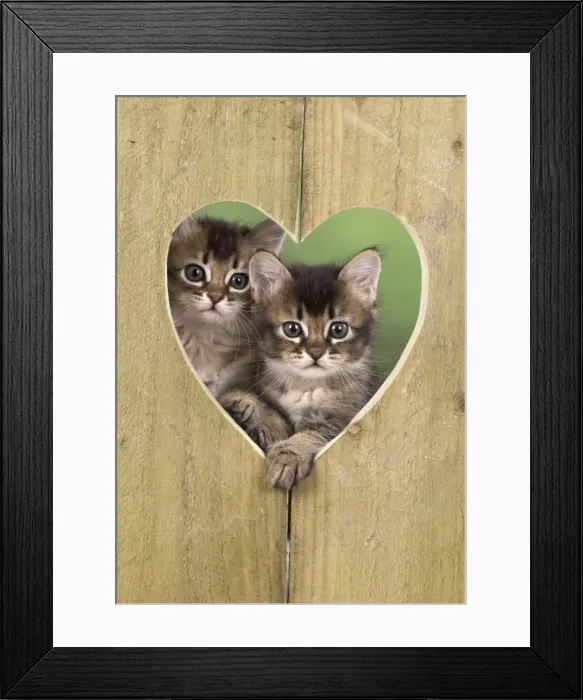 Framed Print : Picture No. 11772488 Framed Print : Picture No. 11772488