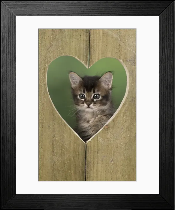 Framed Print : Picture No. 11772490 Framed Print : Picture No. 11772490