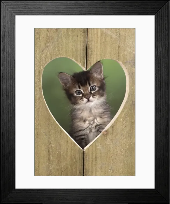 Framed Print : Picture No. 11772491 Framed Print : Picture No. 11772491
