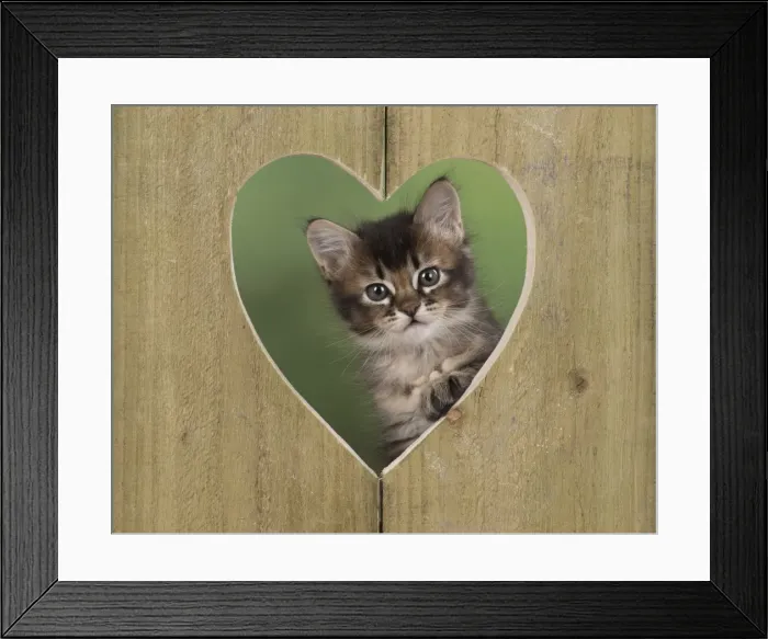 Framed Print : Picture No. 11772492 Framed Print : Picture No. 11772492