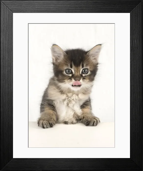 Framed Print : Picture No. 11772494 Framed Print : Picture No. 11772494