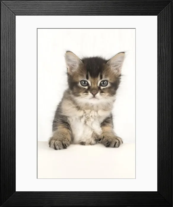Framed Print : Picture No. 11772495 Framed Print : Picture No. 11772495