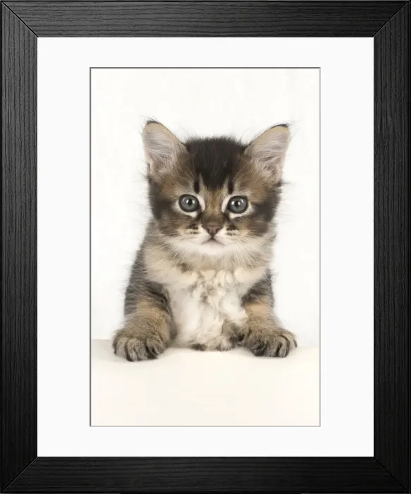 Framed Print : Picture No. 11772496 Framed Print : Picture No. 11772496