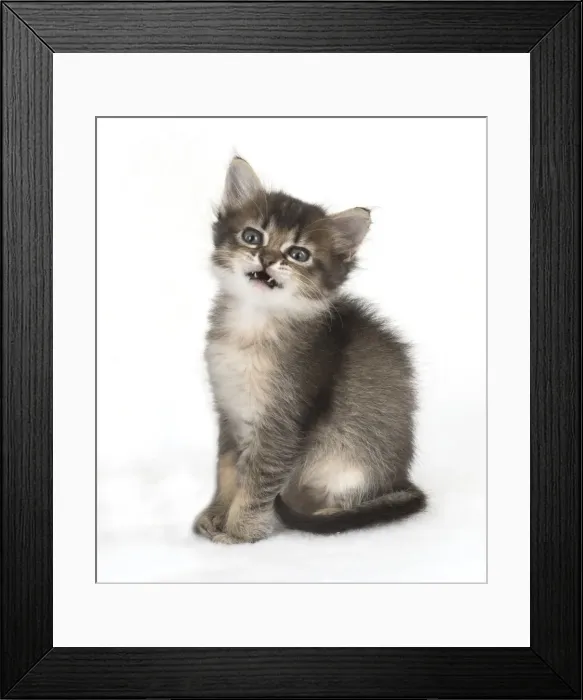Framed Print : Picture No. 11772497 Framed Print : Picture No. 11772497