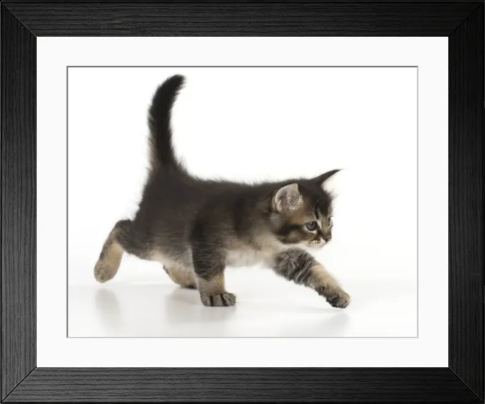 Framed Print : Picture No. 11772499 Framed Print : Picture No. 11772499
