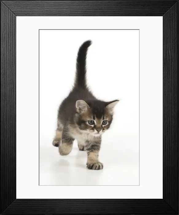 Framed Print : Picture No. 11772500 Framed Print : Picture No. 11772500