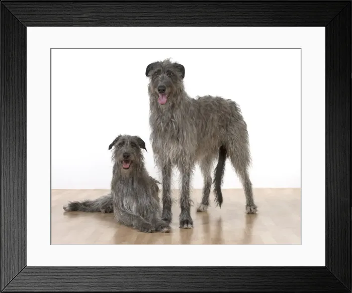 Framed Print : Picture No. 11772501 Framed Print : Picture No. 11772501