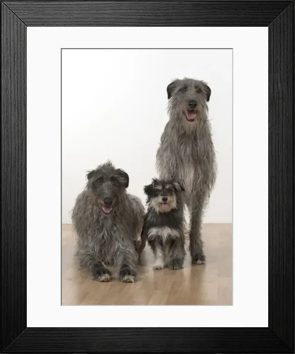 Framed Print : Picture No. 11772502 Framed Print : Picture No. 11772502
