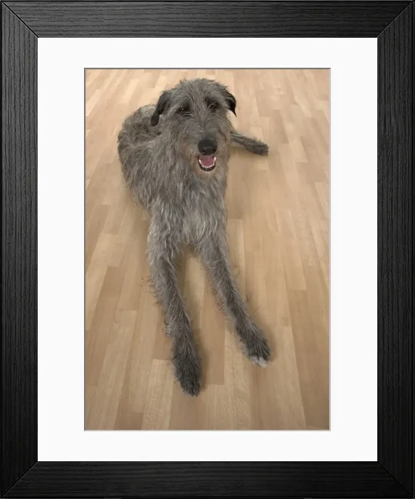 Framed Print : Picture No. 11772503 Framed Print : Picture No. 11772503