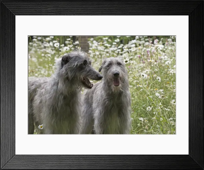 Framed Print : Picture No. 11772504 Framed Print : Picture No. 11772504