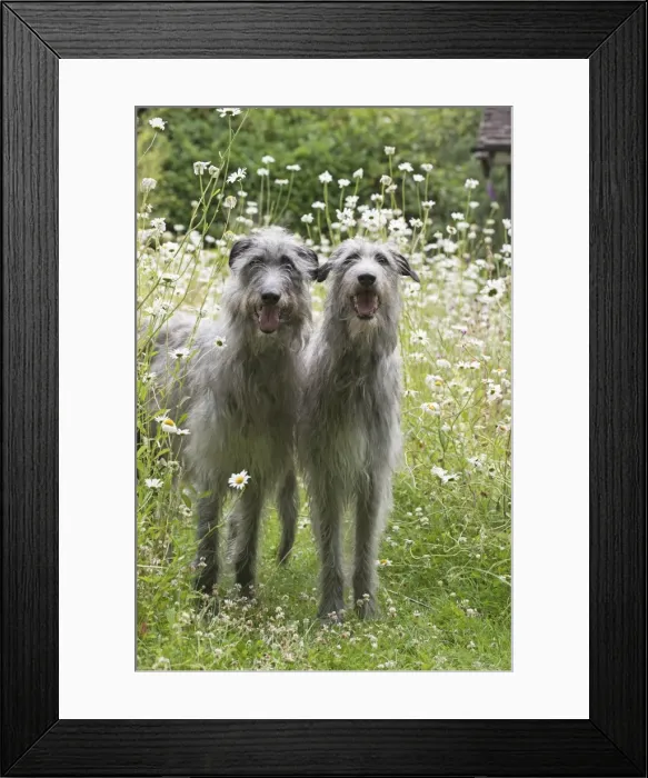 Framed Print : Picture No. 11772506 Framed Print : Picture No. 11772506