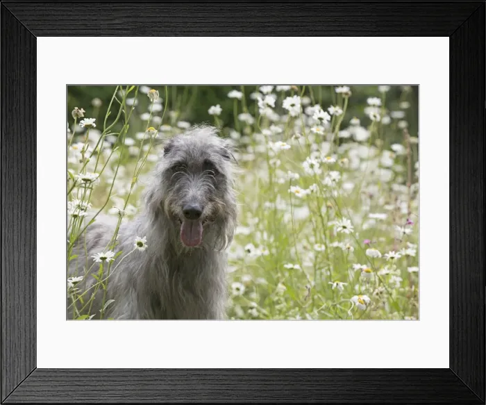 Framed Print : Picture No. 11772507 Framed Print : Picture No. 11772507