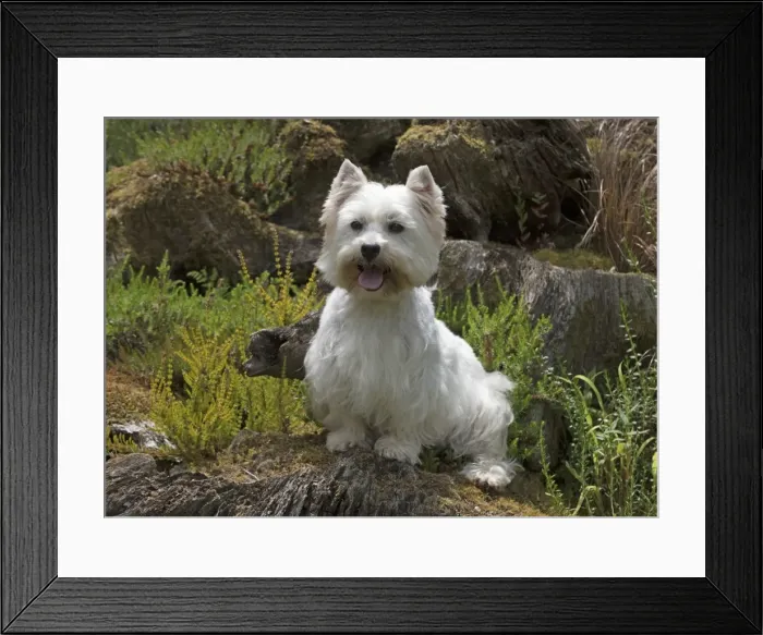 Framed Print : Picture No. 11772513 Framed Print : Picture No. 11772513