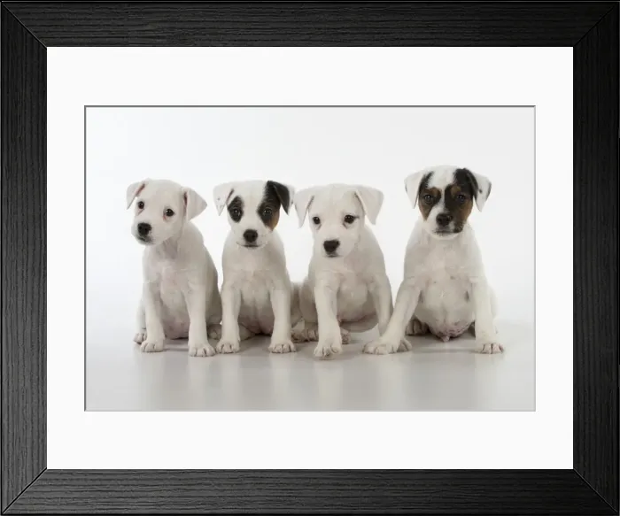 Framed Print : Picture No. 11772525 Framed Print : Picture No. 11772525