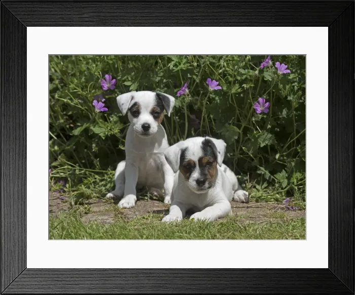 Framed Print : Picture No. 11772526 Framed Print : Picture No. 11772526