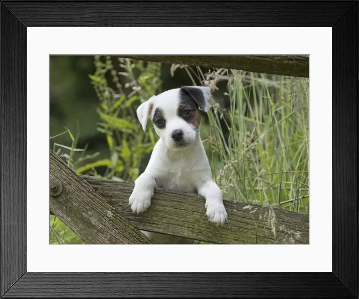 Framed Print : Picture No. 11772527 Framed Print : Picture No. 11772527