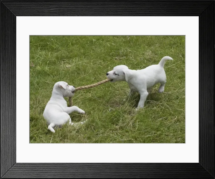 Framed Print : Picture No. 11772528 Framed Print : Picture No. 11772528