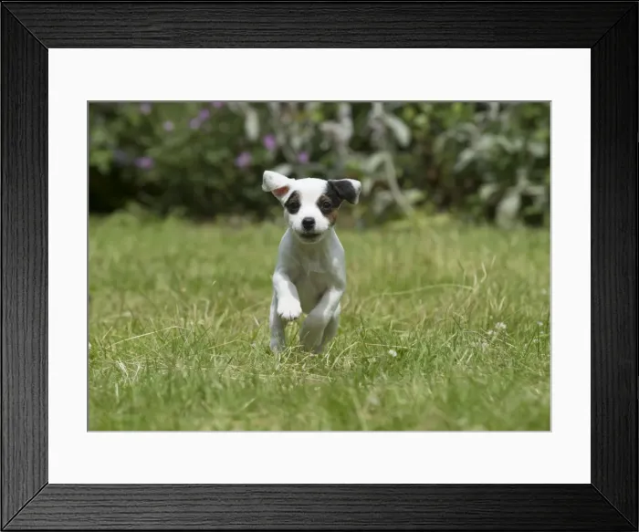 Framed Print : Picture No. 11772529 Framed Print : Picture No. 11772529