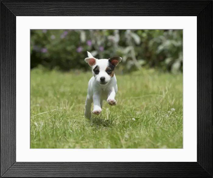 Framed Print : Picture No. 11772530
