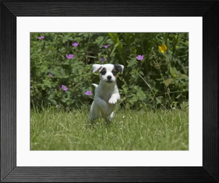 Framed Print : Picture No. 11772531 Framed Print : Picture No. 11772531