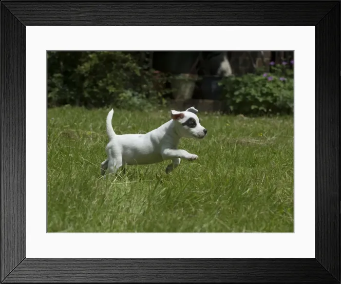 Framed Print : Picture No. 11772532 Framed Print : Picture No. 11772532