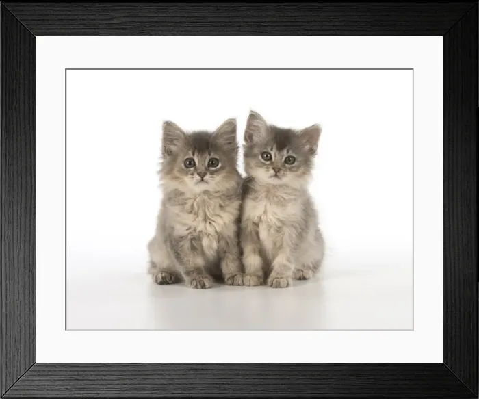 Framed Print : Picture No. 11772533 Framed Print : Picture No. 11772533