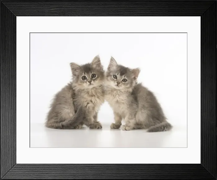 Framed Print : Picture No. 11772534 Framed Print : Picture No. 11772534