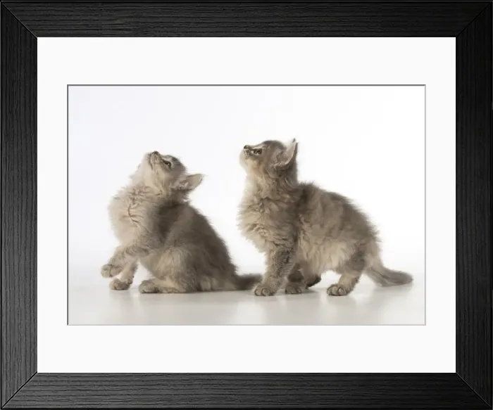 Framed Print : Picture No. 11772537 Framed Print : Picture No. 11772537