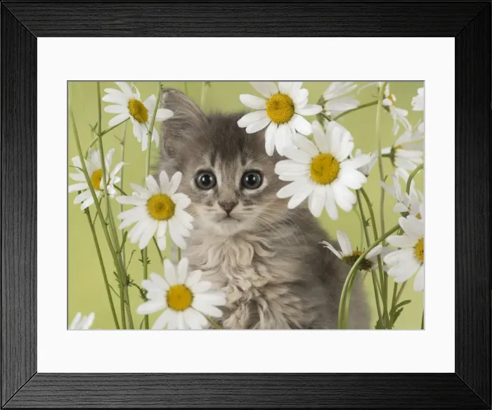 Framed Print : Picture No. 11772538 Framed Print : Picture No. 11772538