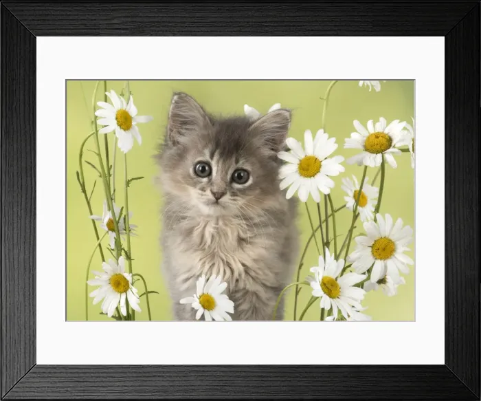 Framed Print : Picture No. 11772539 Framed Print : Picture No. 11772539