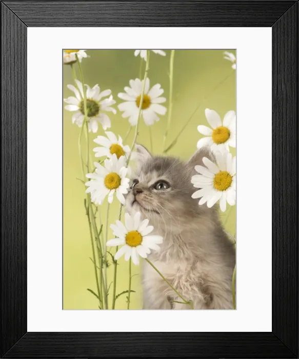 Framed Print : Picture No. 11772540 Framed Print : Picture No. 11772540