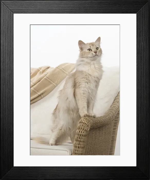 Framed Print : Picture No. 11772541 Framed Print : Picture No. 11772541