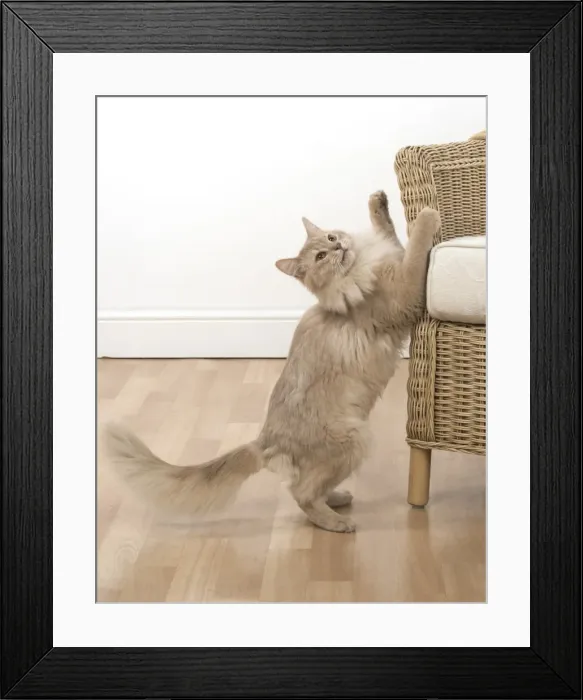 Framed Print : Picture No. 11772542 Framed Print : Picture No. 11772542