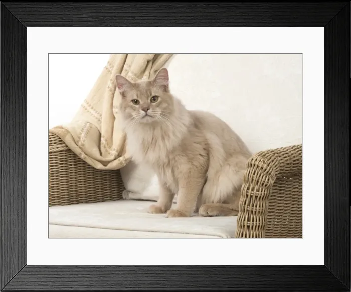 Framed Print : Picture No. 11772543 Framed Print : Picture No. 11772543