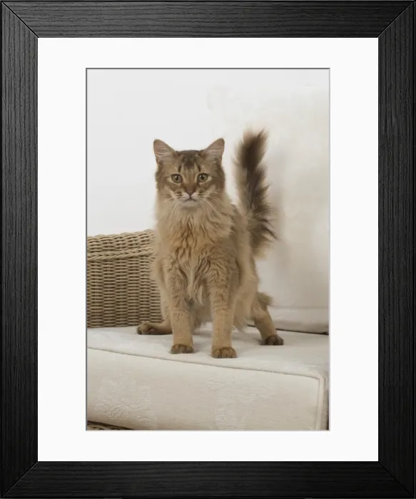 Framed Print : Picture No. 11772544 Framed Print : Picture No. 11772544